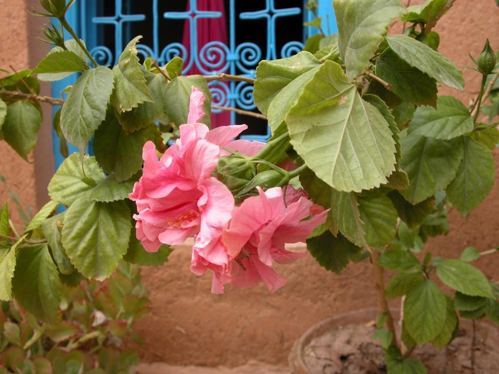 Bed and Breakfast Kasbah Iswan Kelaat-M'Gouna Екстер'єр фото