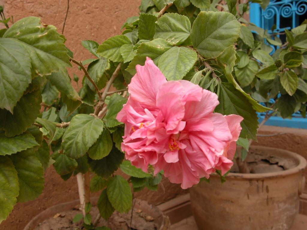 Bed and Breakfast Kasbah Iswan Kelaat-M'Gouna Екстер'єр фото